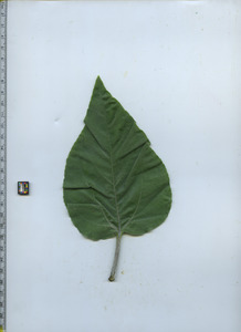 leaftop