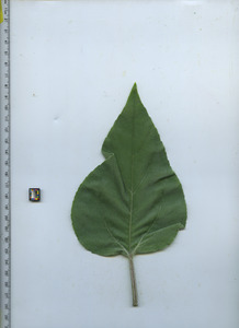 leaftop