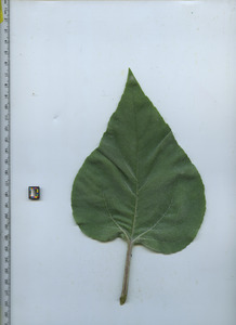 leaftop