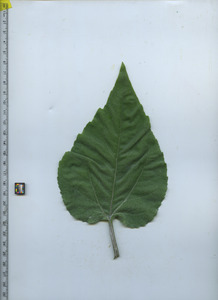 leaftop