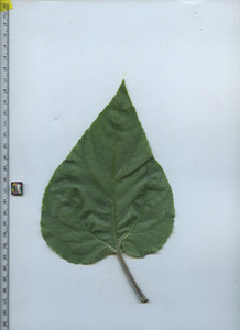 leaftop