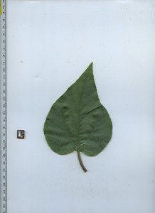 leaftop