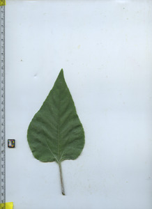 leaftop