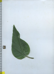 leaftop