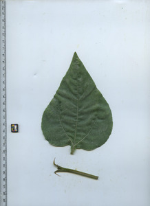 leaftop