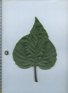 leaftop