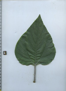 leaftop