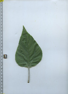 leaftop
