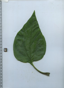 leaftop