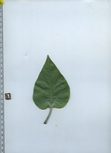 leaftop