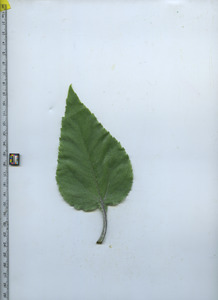 leaftop