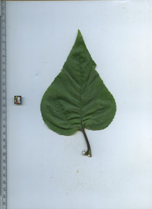 leaftop