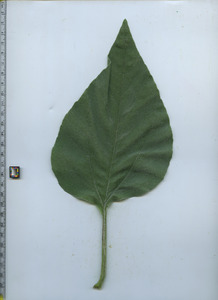 leaftop