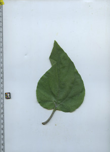 leaftop