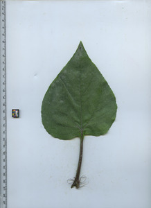 leaftop