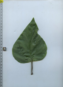 leaftop