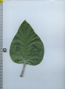 leaftop