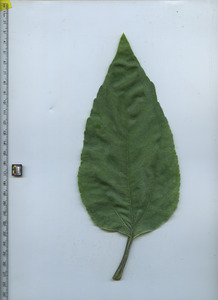 leaftop