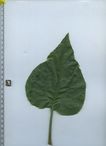 leaftop