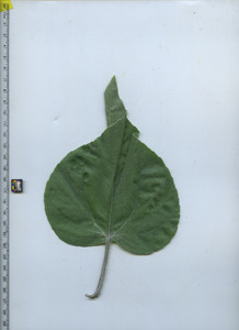 leaftop