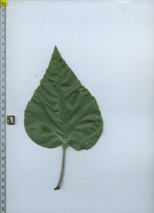 leaftop