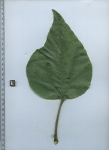 leaftop