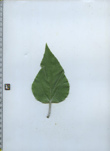 leaftop
