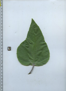leaftop