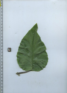 leaftop