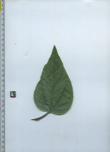 leaftop