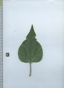 leaftop