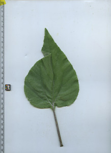 leaftop