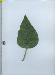 leaftop