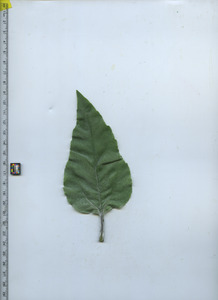 leaftop