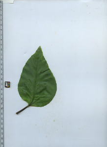leaftop