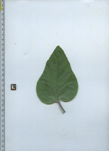 leaftop