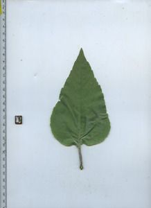 leaftop