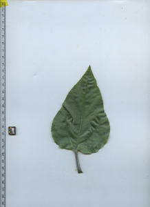 leaftop