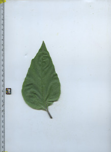 leaftop