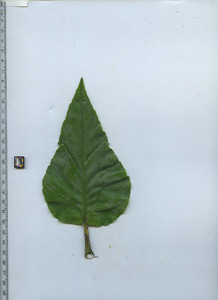 leaftop