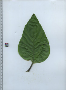 leaftop