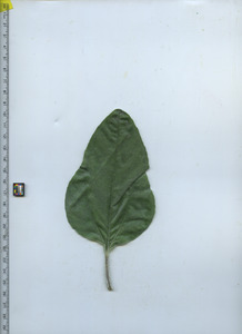 leaftop