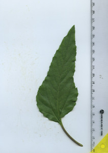 leaftop