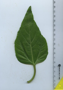 leaftop