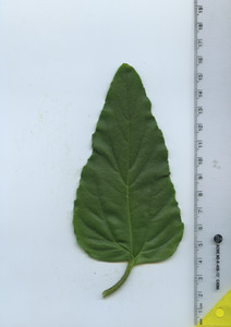 leaftop