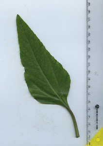 leaftop