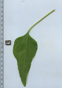 leaftop