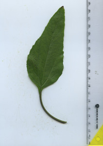 leaftop