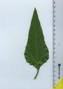 leaftop