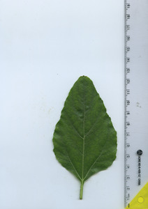 leaftop